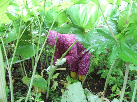 山菜採り 蕗 フキ 北海道
