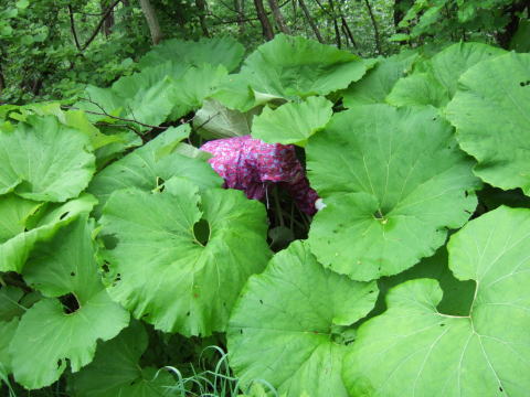 山菜採り 蕗 フキ 北海道